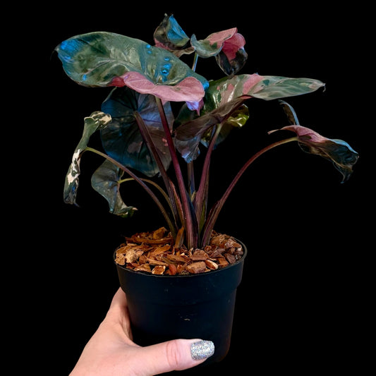 Alocasia pink serendipity 4 inch indoor houseplant with pink and green foliage, rare plant available
