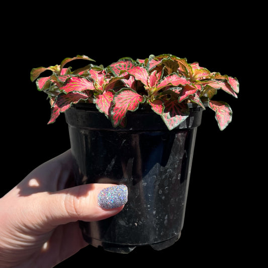 Fittonia pink nerve plant 4 inch indoor houseplant, colorful tropical plant available