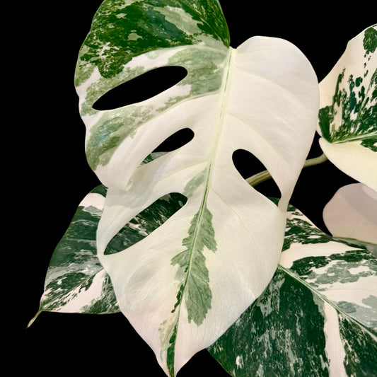 Monstera albo variegated medium indoor houseplant with white variegation, rare plant