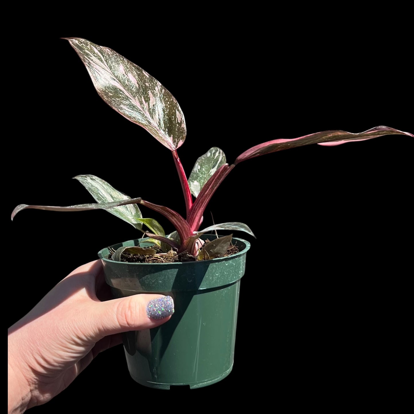 philodendron pink princess galaxy 4 inch pot growers choice with pink and cream variegated leaves and red stems, rare indoor plant Vestal NY