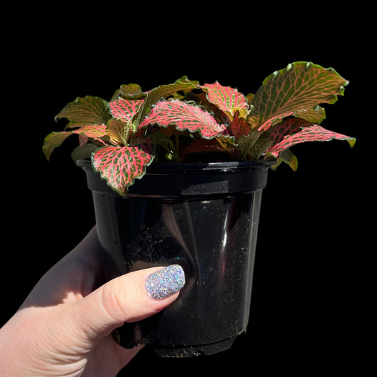 Fittonia red nerve plant 4 inch indoor houseplant, vibrant tropical plant available