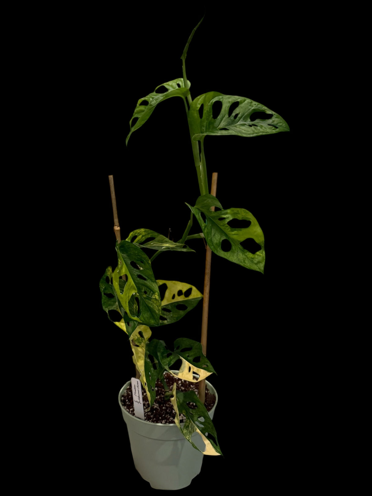 Monstera adansonii Aurea – 6” Pot | Exact Plant