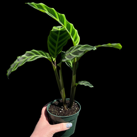 Calathea Zebrina in a 4-inch pot, bold green and light green zebra-striped leaves
