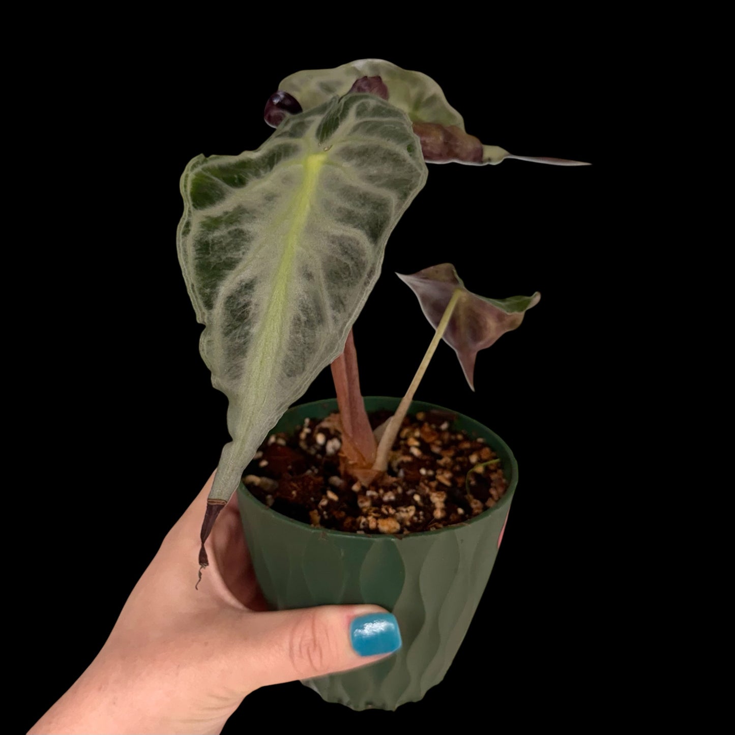 Exact Alocasia Venom in a 4-inch decorative nursery pot featuring a large velvety dark green leaf with striking silver veining, a new leaf emerging, and potted in Rare Leaf Plant Shop’s premium soil mix.