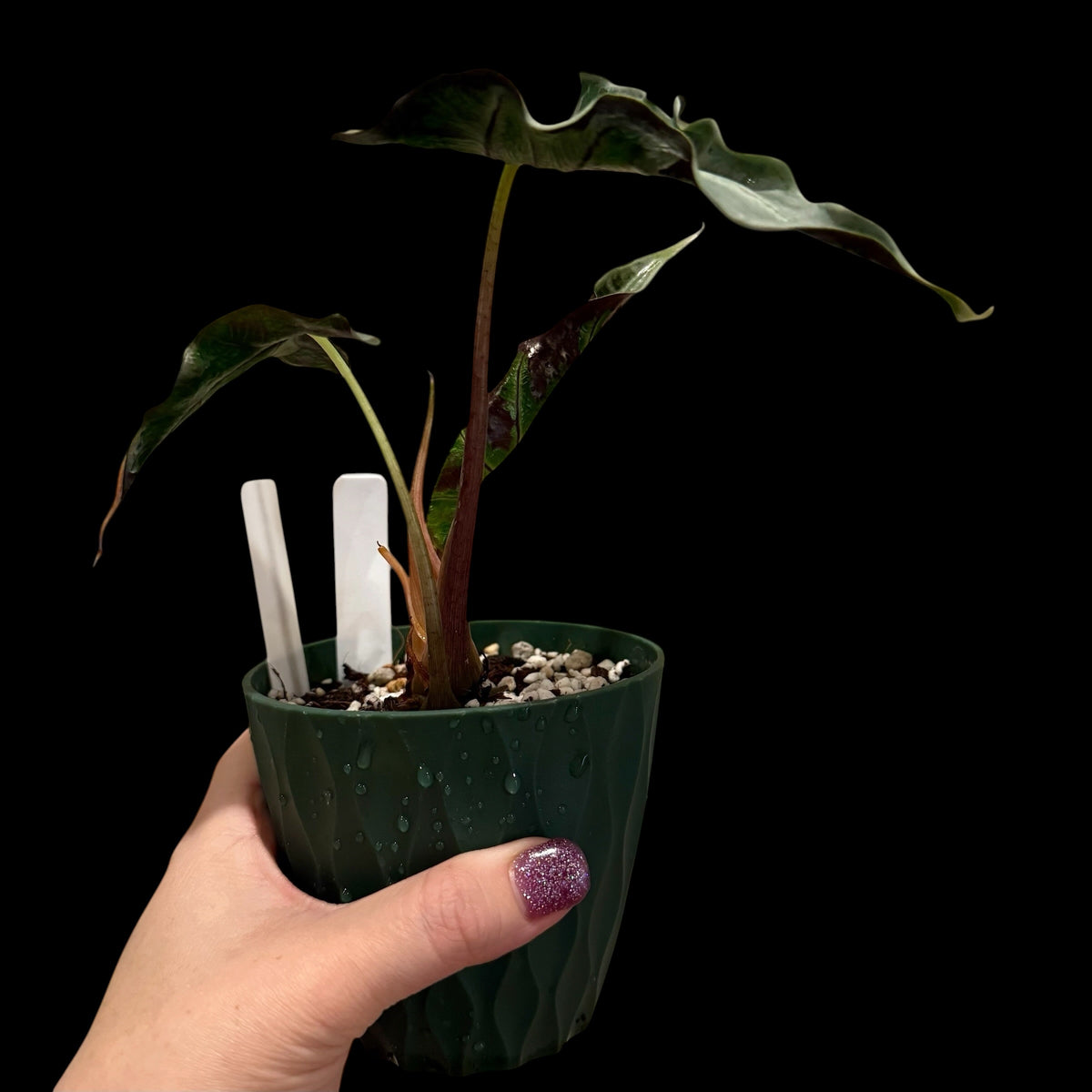 Exact Alocasia Loco in a 4-inch pot featuring compact, sculptural dark green foliage with pronounced silver veining and distinctive wavy, ruffled leaf edges.