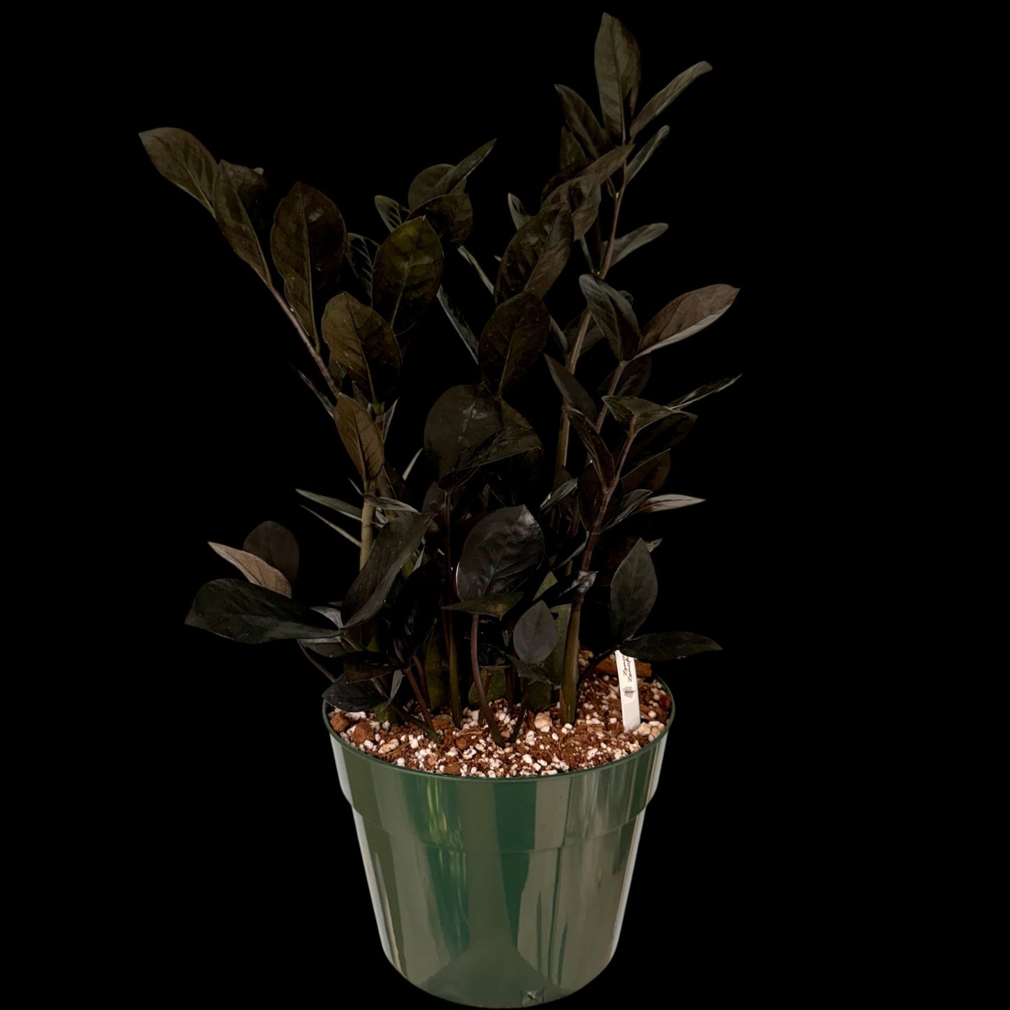 Exact Raven ZZ Plant in a 6-inch nursery pot featuring multiple upright stems with glossy, nearly black leaves, potted in Rare Leaf Plant Shop’s premium soil mix.