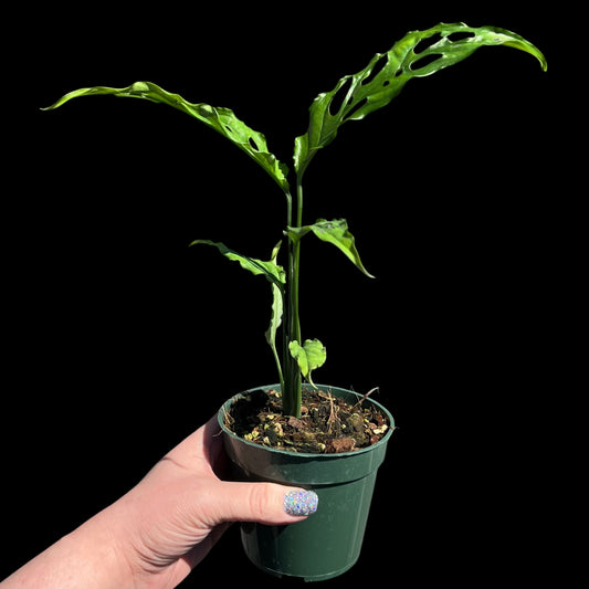 Monstera Obliqua in a 4-inch pot, lace-like fenestrated leaves