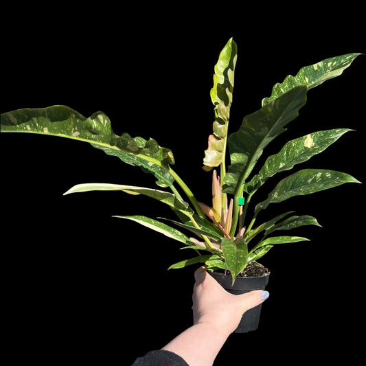 philodendron ring of fire 4 inch pot with serrated variegated leaves in green and yellow tones