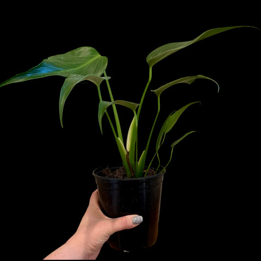 philodendron burle marx flame 6 inch pot rare indoor plant with long narrow leaves, growers choice available