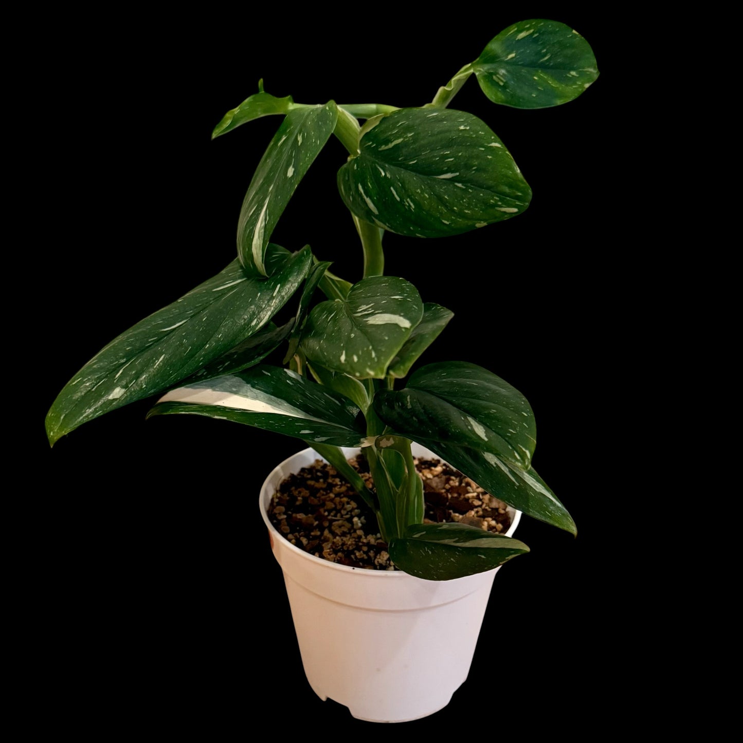 Monstera Standleyana Albo in a 6-inch white nursery pot featuring glossy green leaves with creamy white variegation, potted in Rare Leaf Plant Shop’s premium soil mix.