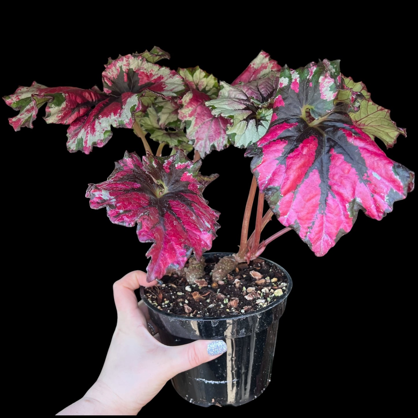Begonia Rex Mafia in a 6-inch pot, multi-toned pink and silver patterned leaves