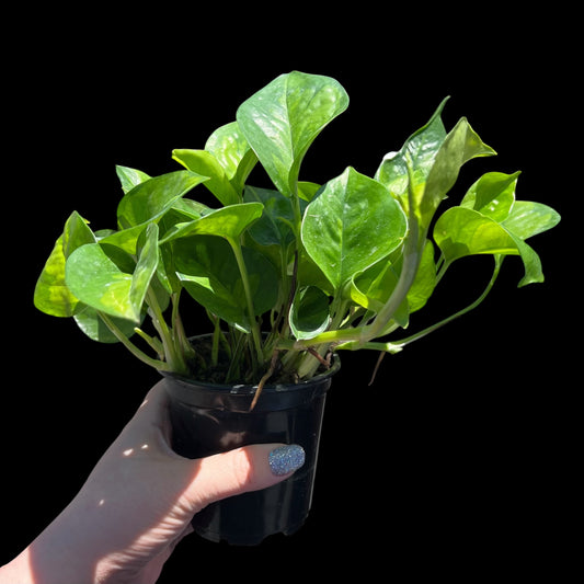 Global Green Pothos in a 4-inch pot, green-on-green variegated leaves
