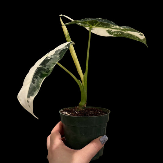 Alocasia ‘Frydek Variegated’ – 4” Pot (Exact Plant)