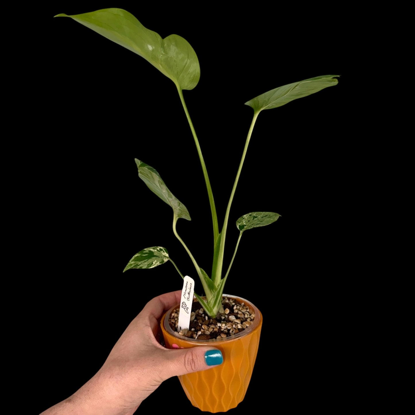 Monstera ‘Bulbasaur’ – 4” Pot (Exact Plant)