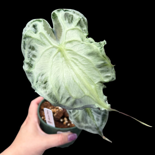 Exact Alocasia Venom in a decorative nursery pot featuring dramatic, textured dark green leaves with deeply sculpted veins and a compact upright growth habit, potted in Rare Leaf Plant Shop’s premium soil mix.