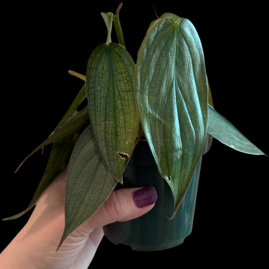 philodendron burle marx fantasy 4 inch pot with elongated silver green textured leaves, rare indoor houseplant for sale Vestal NY