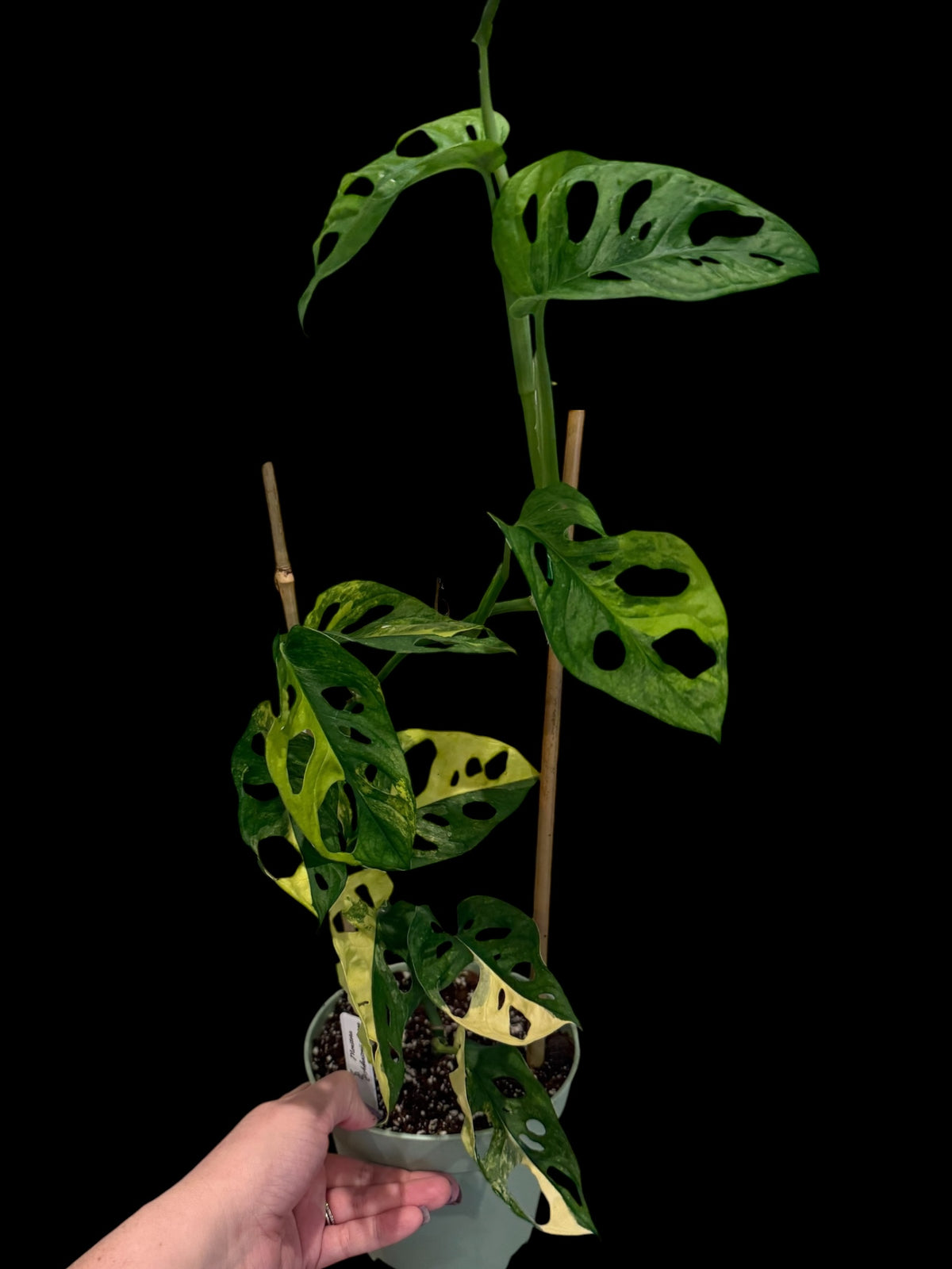 Monstera adansonii Aurea in a 6-inch decorative nursery pot featuring fenestrated green leaves with bright yellow, lime, and golden variegation.