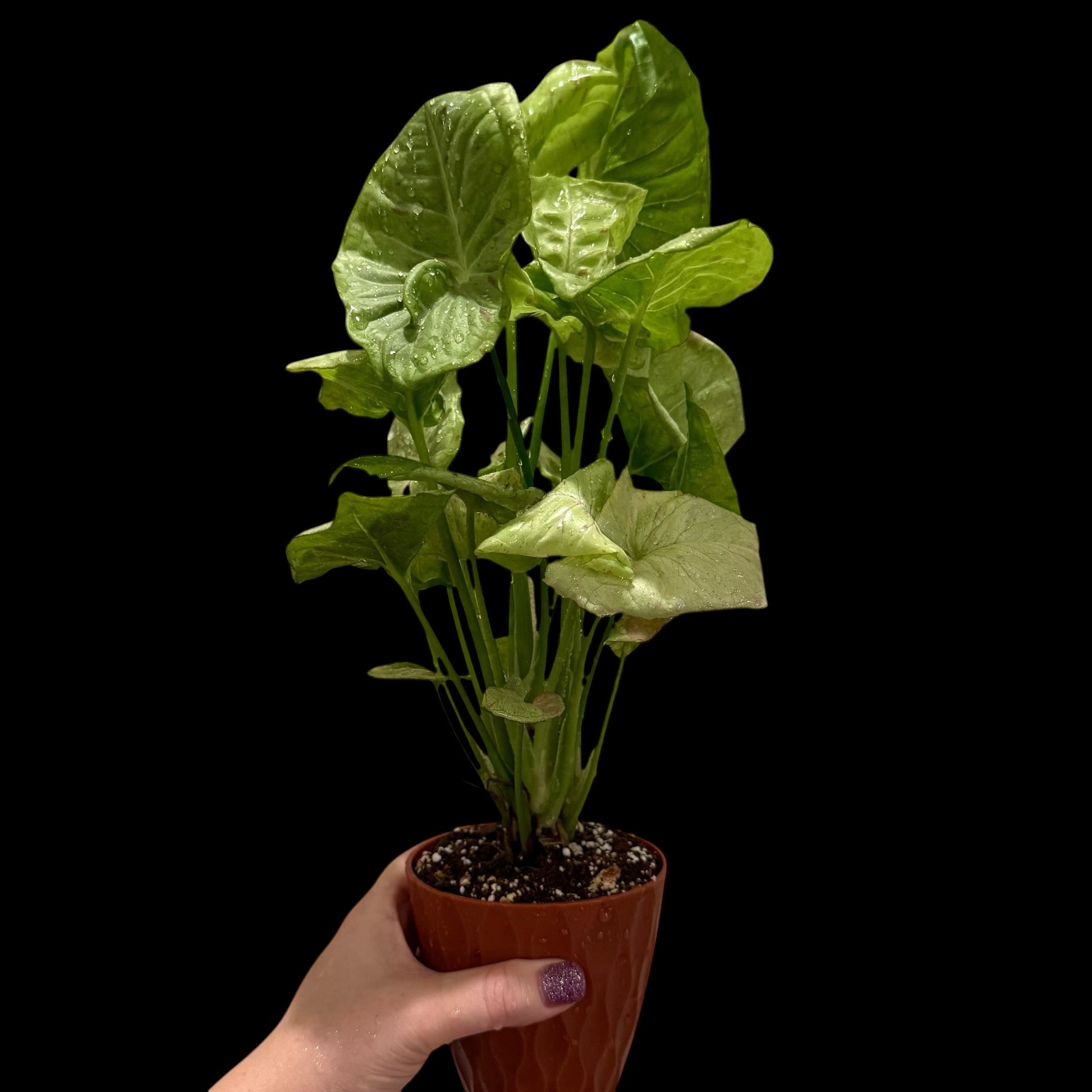Exact Syngonium Confetti in a 4-inch decorative nursery pot with a tall, full cluster of light green arrow-shaped foliage featuring subtle pink splashes and speckling.