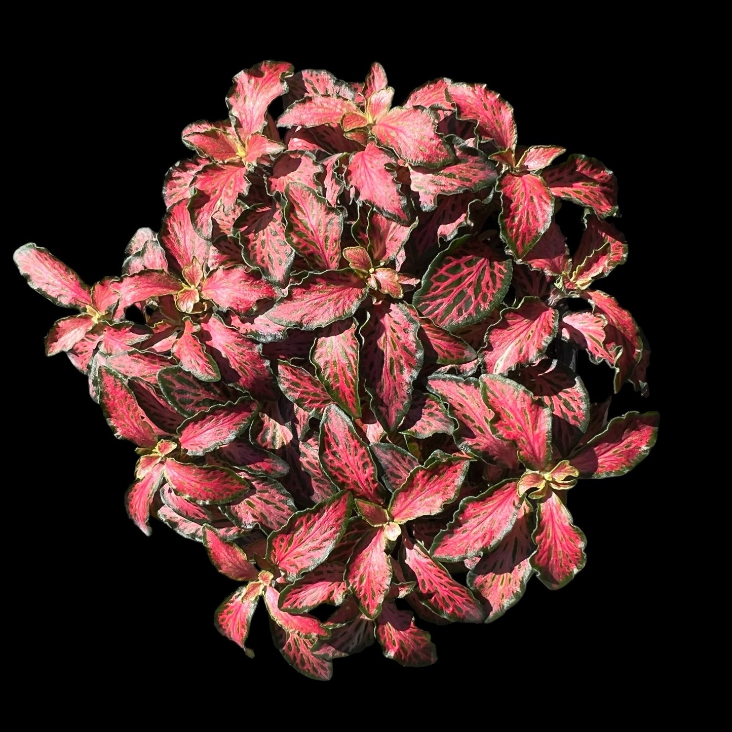 Fittonia pink nerve plant 4 inch indoor houseplant, colorful tropical plant available