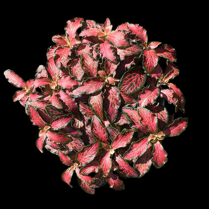 Fittonia pink nerve plant 4 inch indoor houseplant, colorful tropical plant available