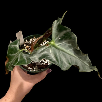Exact Alocasia Loco in a 4-inch pot featuring compact, sculptural dark green foliage with pronounced silver veining and distinctive wavy, ruffled leaf edges.