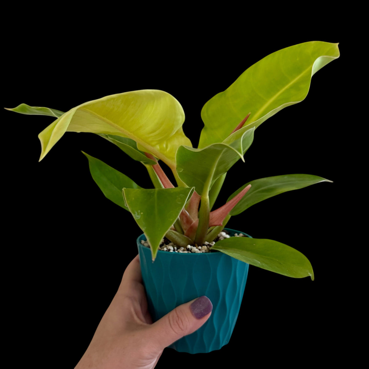 Exact Philodendron Moonlight in a 4\-inch decorative nursery pot featuring glossy green foliage with vibrant yellow and chartreuse new growth\.