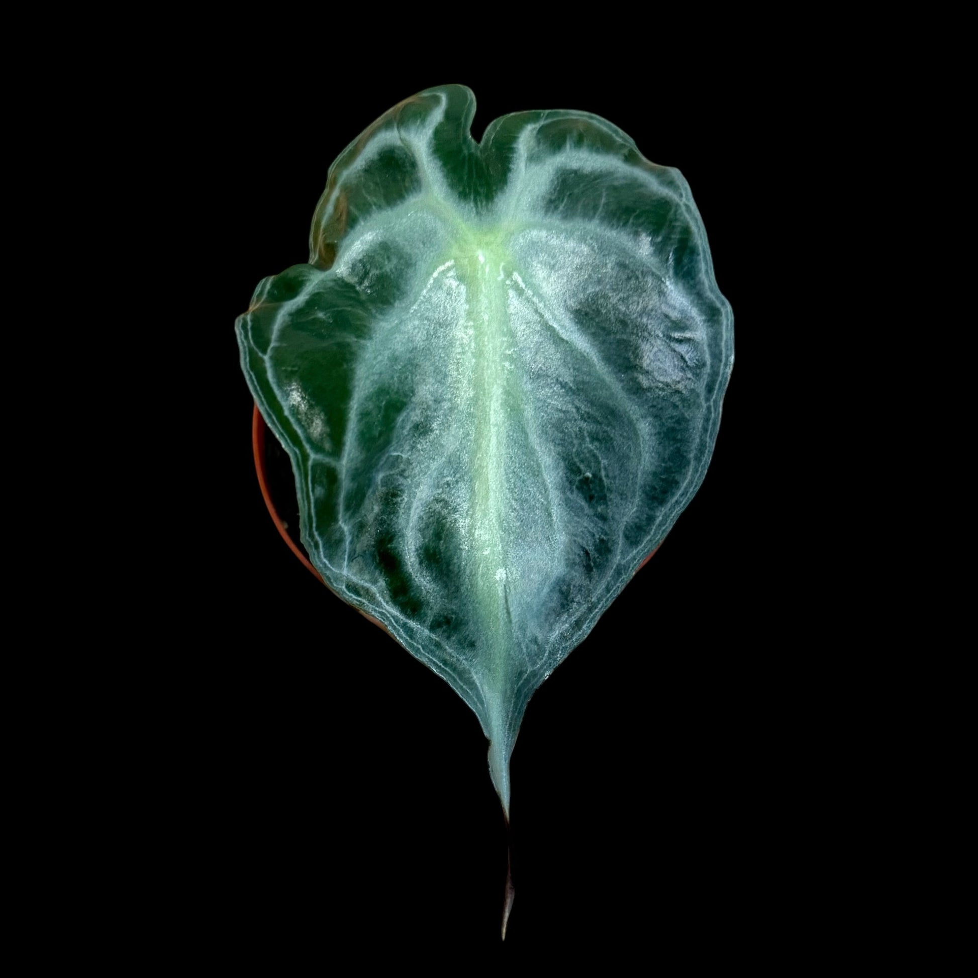 Alocasia Venom in a 3-inch pot, silvery-green textured foliage