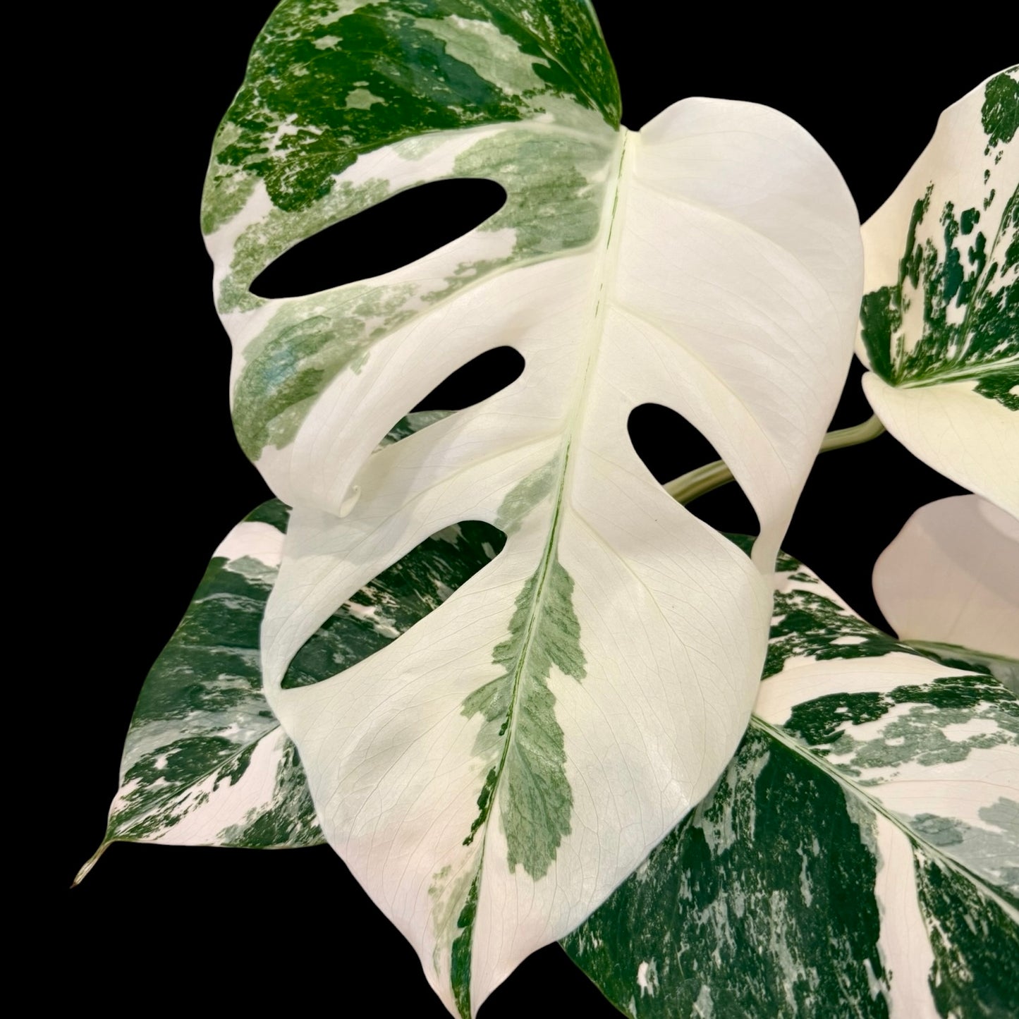 Monstera albo variegated medium indoor houseplant with white variegation, rare plant 