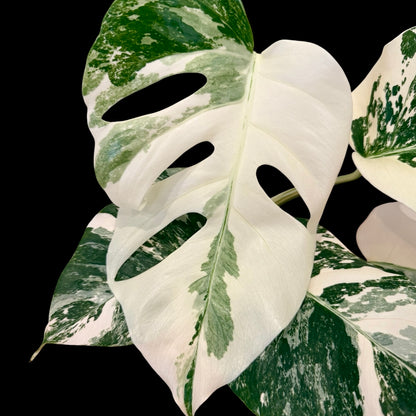 Monstera albo variegated medium indoor houseplant with white variegation, rare plant 