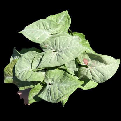 syngonium confetti 4 inch pot with light green leaves and pink speckled variegation, indoor houseplant