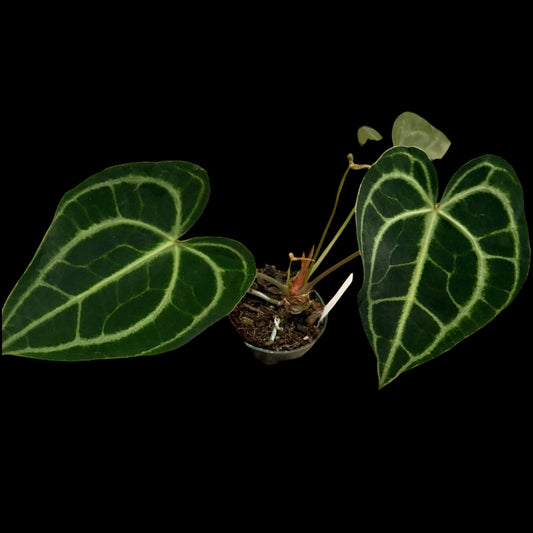 Anthurium Clarinervium in a 4-inch pot, dark green velvety leaves with white veins