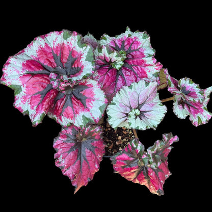 Begonia Rex Mafia in a 6-inch pot, multi-toned pink and silver patterned leaves