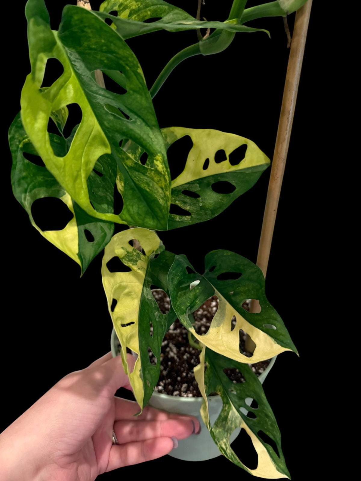 Monstera adansonii Aurea in a 6-inch decorative nursery pot featuring fenestrated green leaves with bright yellow, lime, and golden variegation.