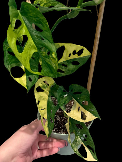 Monstera adansonii Aurea in a 6-inch decorative nursery pot featuring fenestrated green leaves with bright yellow, lime, and golden variegation.