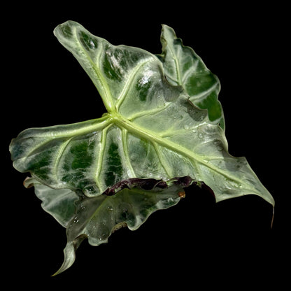 Alocasia ‘Loco’ – 4” Pot | Exact Plant