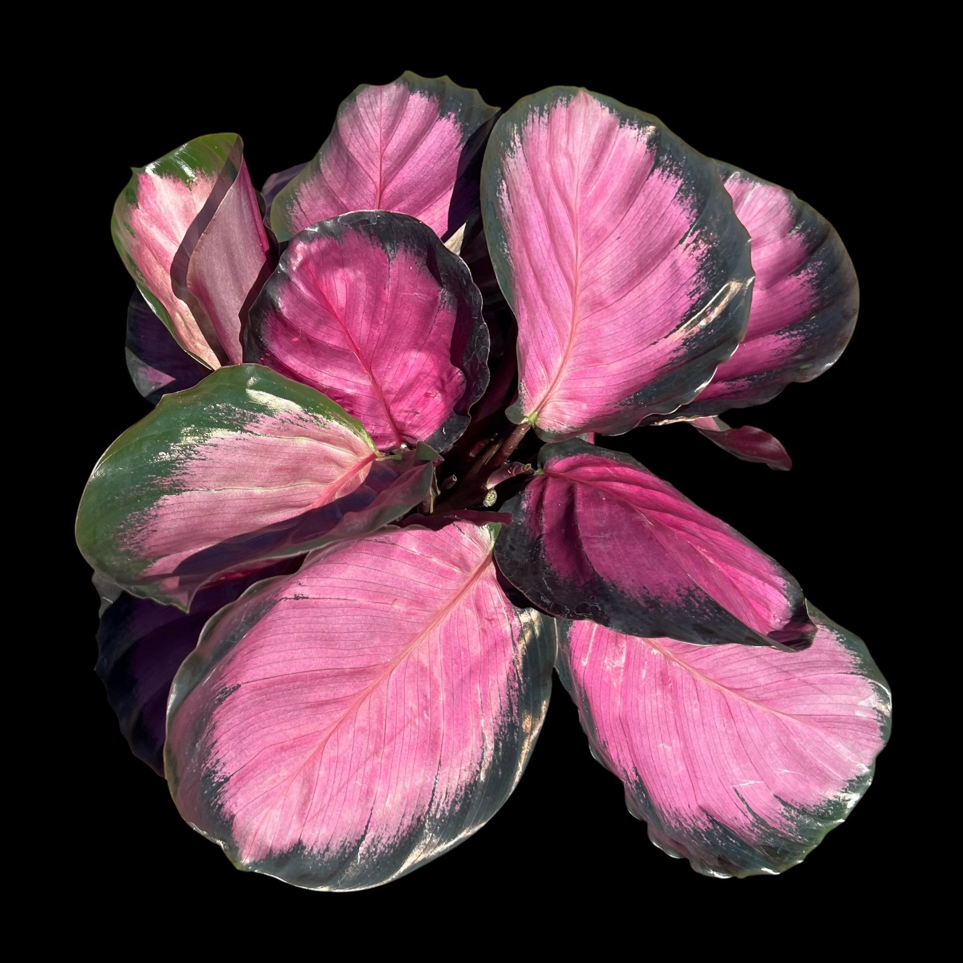 Calathea Roseopicta Mysty Red in a 6-inch pot, burgundy and red patterned foliage