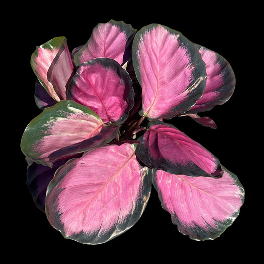 Calathea Roseopicta Mysty Red in a 6-inch pot, burgundy and red patterned foliage