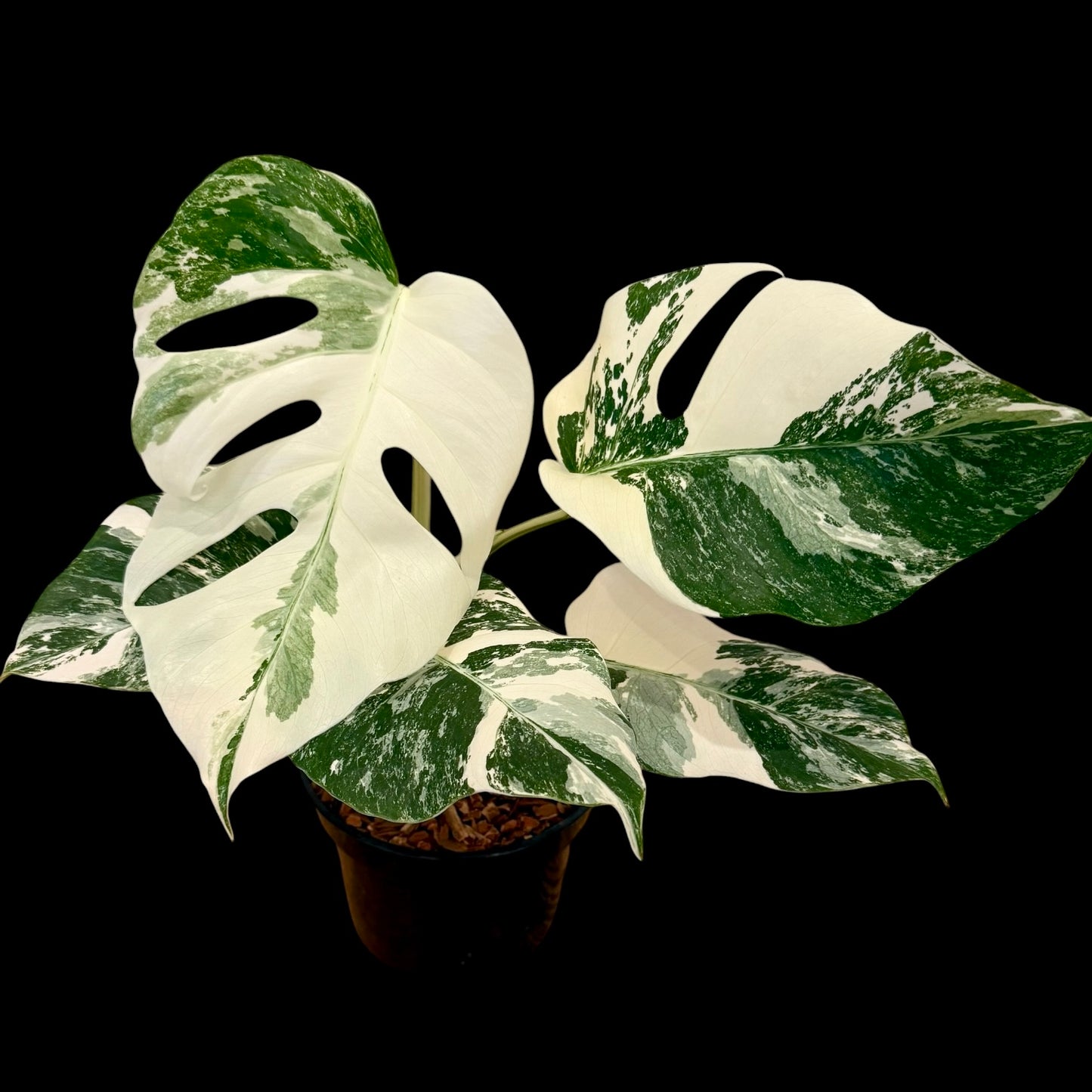 Monstera albo variegated medium indoor houseplant with white variegation, rare plant 