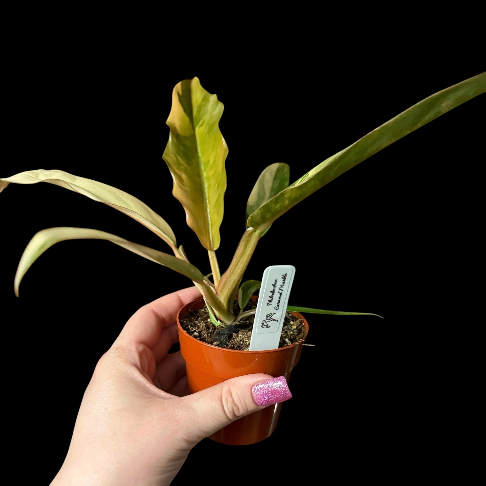 Philodendron Caramel in a 3-inch pot, warm orange and green variegated leaves