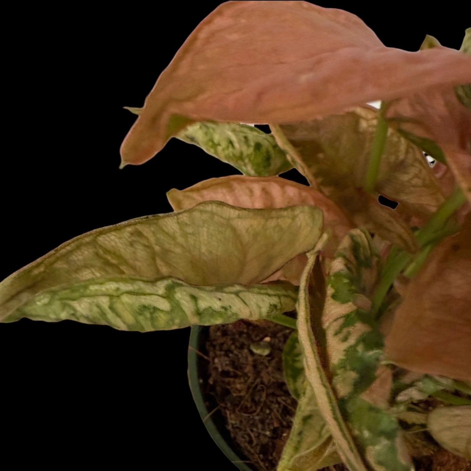 Syngonium Pink Rolli in a 4-inch pot, soft pink arrowhead-shaped leaves