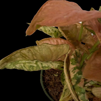Syngonium Pink Rolli in a 4-inch pot, soft pink arrowhead-shaped leaves