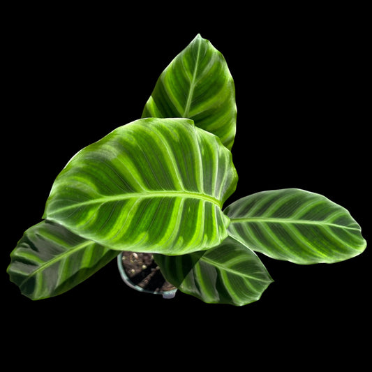 Calathea Zebrina in a 4-inch pot, bold green and light green zebra-striped leaves