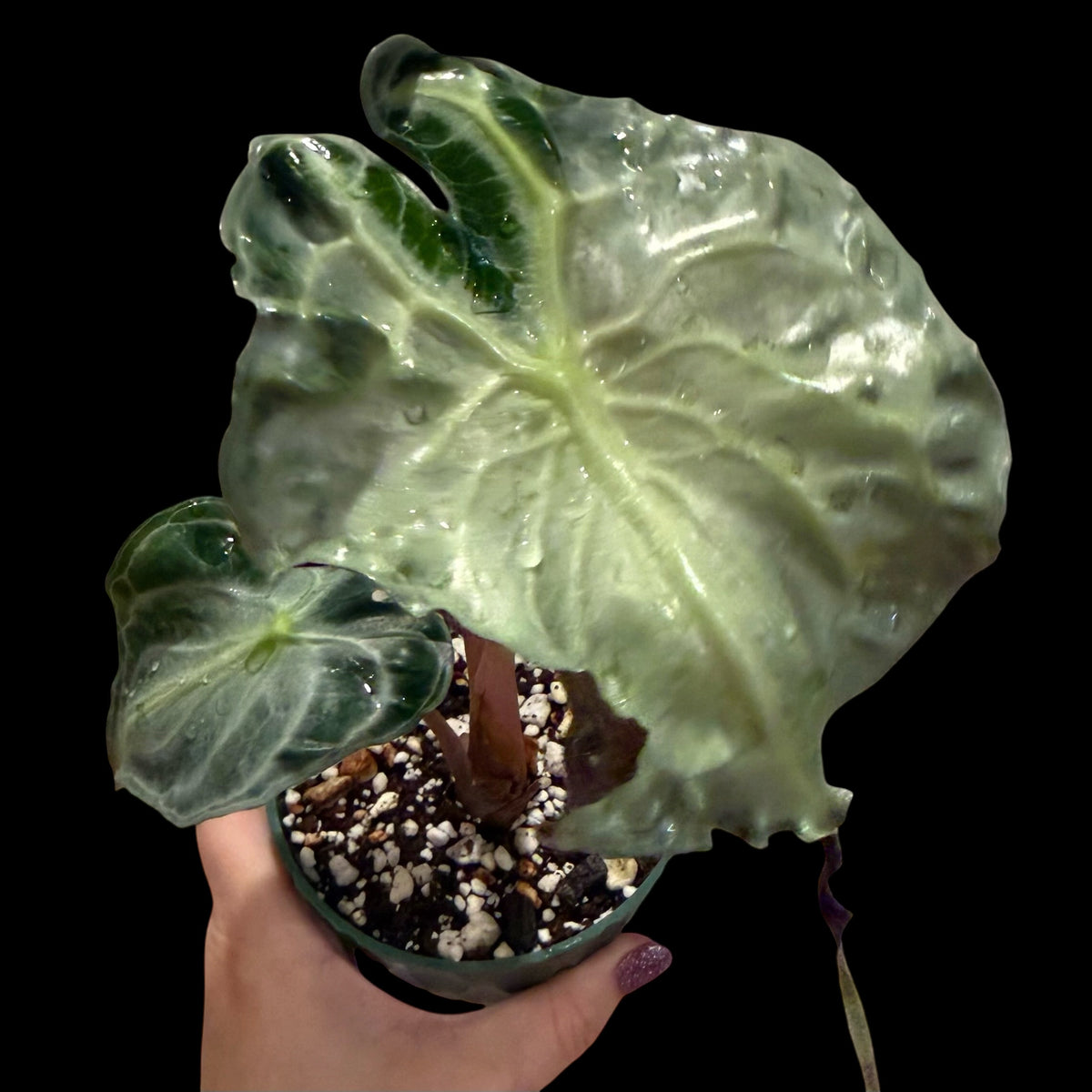 Alocasia Venom – 4” Pot | Exact Plant