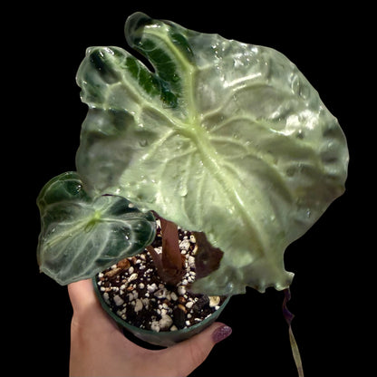 Alocasia Venom – 4” Pot | Exact Plant