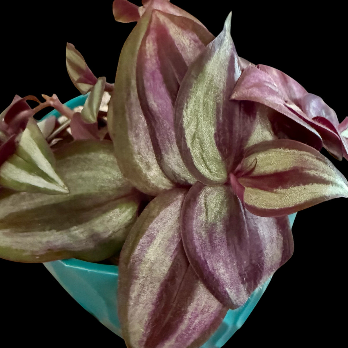 Exact Tradescantia zebrina in a 4-inch teal decorative nursery pot featuring trailing stems and metallic silver-green foliage with rich purple and burgundy striping.