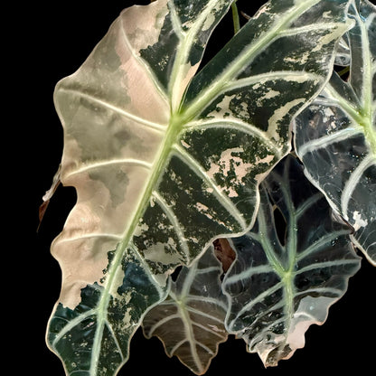 Alocasia ‘Pink Polly’ Variegated – 6” Exact Plant