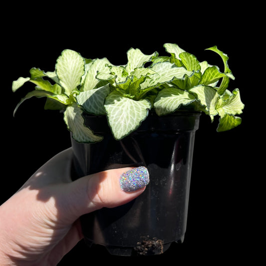 Fittonia white nerve plant 4 inch indoor houseplant, compact tropical plant