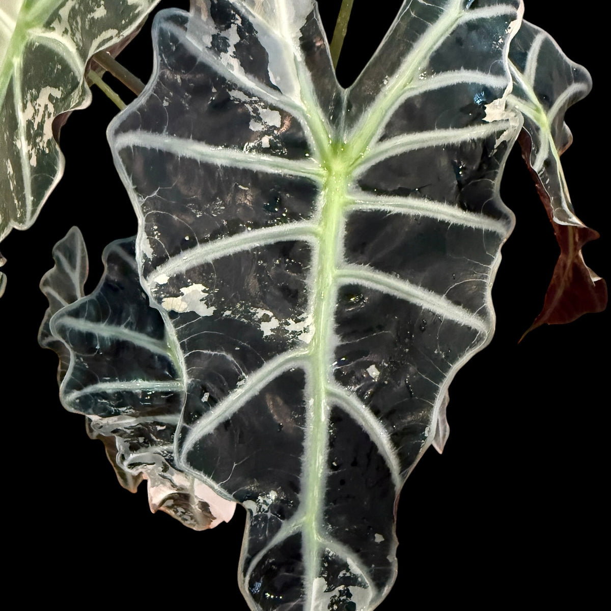 Alocasia ‘Pink Polly’ Variegated – 6” Exact Plant
