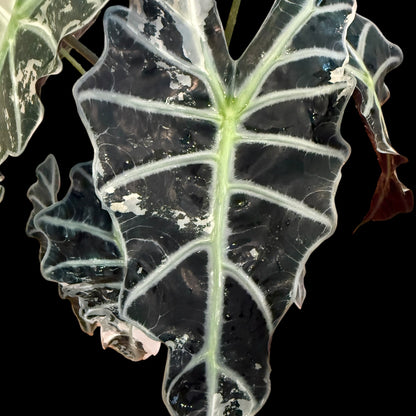 Alocasia ‘Pink Polly’ Variegated – 6” Exact Plant