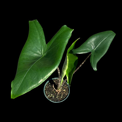 Alocasia Zebrina in a 4-inch pot, large green leaves on zebra-striped stems